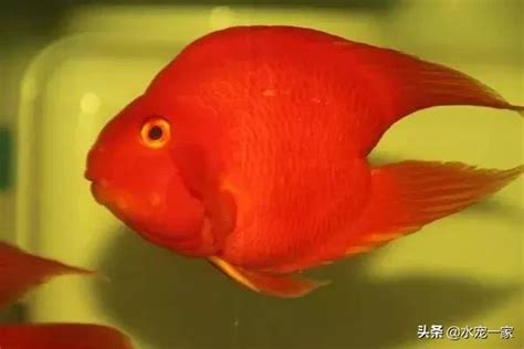 雪鸚鵡魚|【雪鸚鵡】雪鸚鵡快絕種！血鸚鵡靠打針變色，斷尾變形可憐又痛。